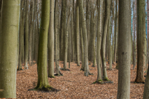 Wald